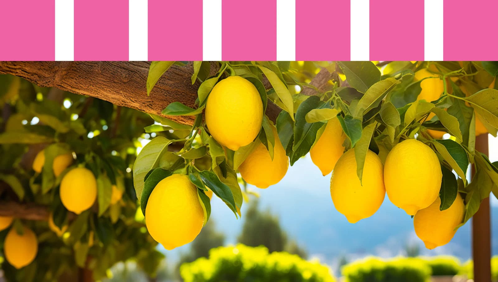 Pucker Up Lemonade Co., photo 1