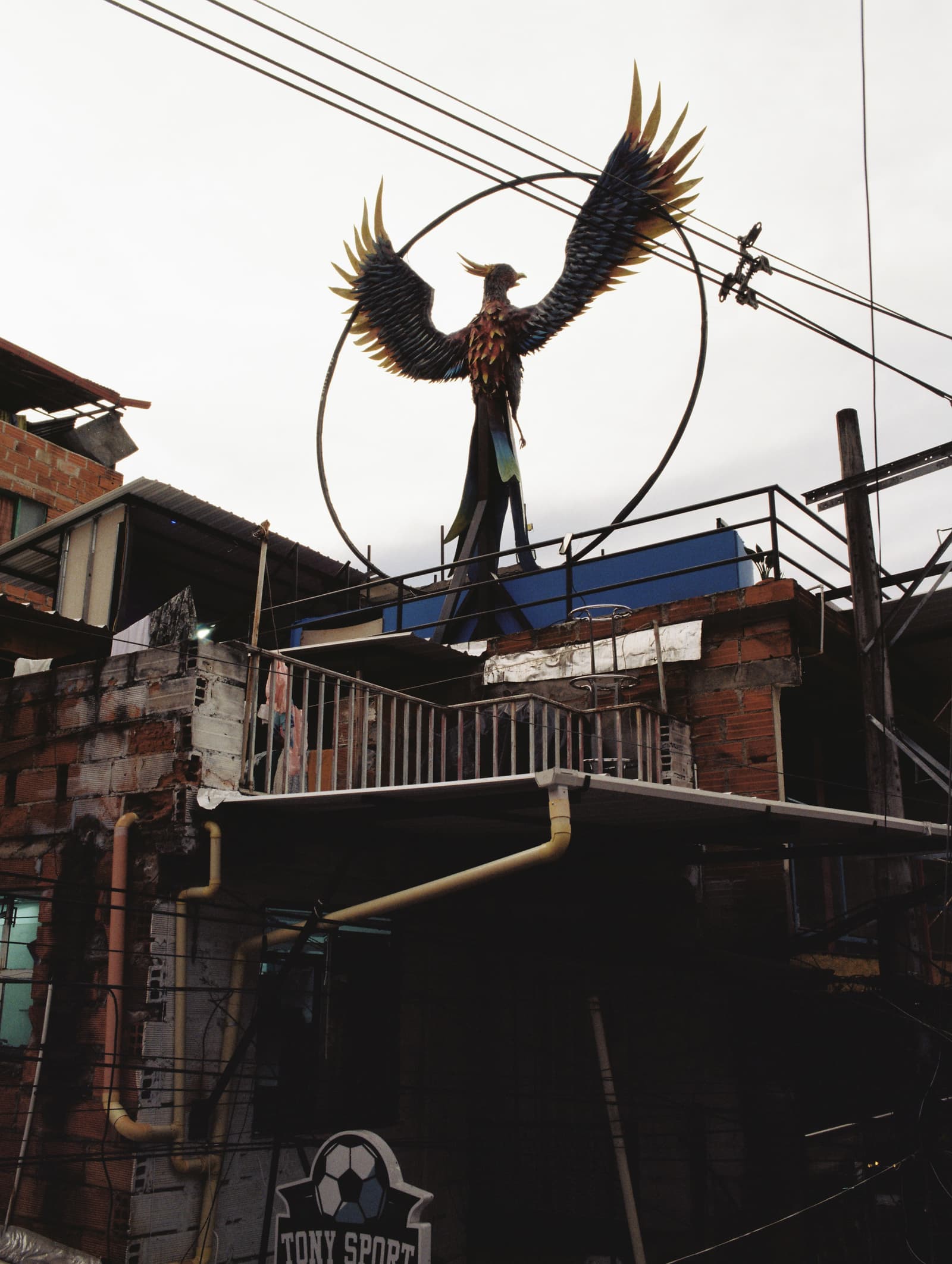 Rooftop Bird